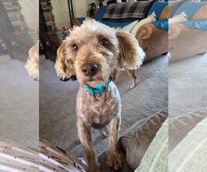 Poodle (Miniature)-Unknown Mix Dogs for adoption in New London, WI, USA