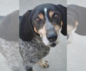 Bluetick Coonhound Dogs for adoption in Lee's Summit, MO, USA