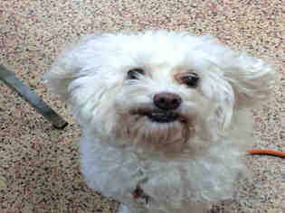 Bichon Frise Dogs for adoption in Springfield, MA, USA