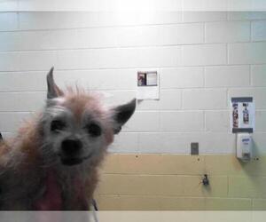 Norfolk Terrier-Unknown Mix Dogs for adoption in Tulsa, OK, USA