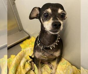 Chihuahua Dogs for adoption in Modesto, CA, USA