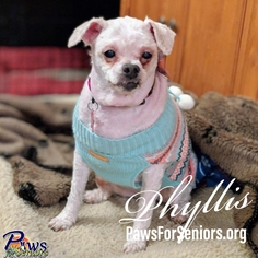 Poodle (Toy)-Pug Mix Dogs for adoption in Bealeton, VA, USA