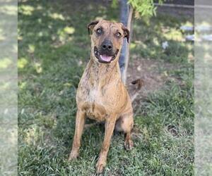 Catahoula Leopard Dog-Unknown Mix Dogs for adoption in Modesto, CA, USA