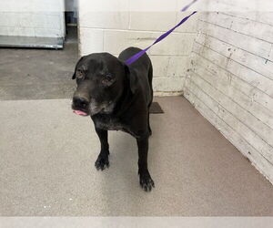 American Pit Bull Terrier-Unknown Mix Dogs for adoption in San Bernardino, CA, USA