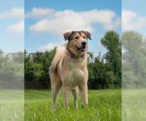 Anatolian Shepherd Dogs for adoption in Derwood, MD, USA