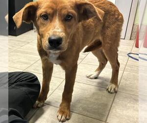 Carolina Dog-Unknown Mix Dogs for adoption in Grand Prairie, TX, USA
