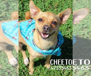 Chihuahua Dogs for adoption in Gulfport, MS, USA