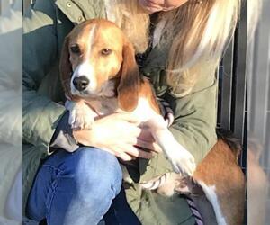 Beagle Dogs for adoption in Potomac, MD, USA