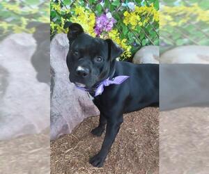 American Pit Bull Terrier-Unknown Mix Dogs for adoption in Oklahoma City, OK, USA