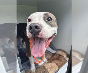 Bull Terrier-Mastiff Mix Dogs for adoption in Sanford, FL, USA