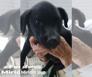 German Shepherd Dog-Unknown Mix Dogs for adoption in Brooksville, FL, USA