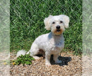 Mutt Dogs for adoption in Lake City, MI, USA