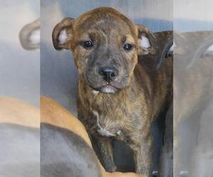 American Staffordshire Terrier-Unknown Mix Dogs for adoption in San Antonio, TX, USA