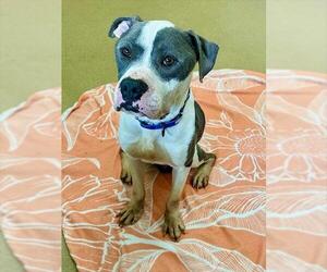 American Pit Bull Terrier-Unknown Mix Dogs for adoption in Derwood, MD, USA