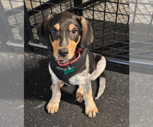 Bluetick Coonhound-Unknown Mix Dogs for adoption in Washington, DC, USA