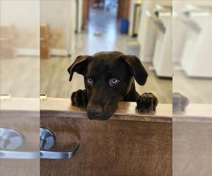 Labrador Retriever Dogs for adoption in Fremont, CA, USA