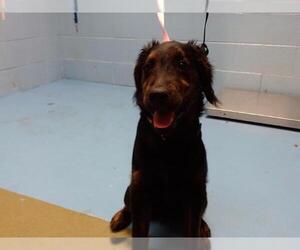 Gordon Setter-Unknown Mix Dogs for adoption in Moreno Valley, CA, USA