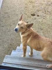 Basenji Dogs for adoption in Scottsboro, AL, USA