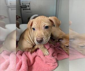 American Pit Bull Terrier-Unknown Mix Dogs for adoption in Sacramento, CA, USA