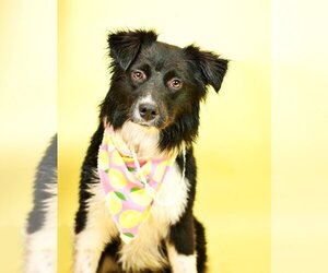 Border Collie Dogs for adoption in Holly Springs, MS, USA