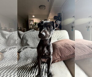 Chihuahua-Labrador Retriever Mix Dogs for adoption in Virginia Beach, VA, USA