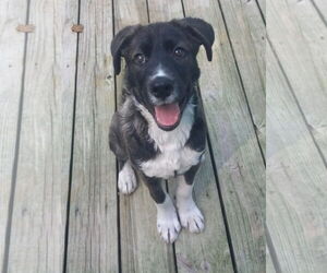 Labrador Retriever-Unknown Mix Dogs for adoption in Murfreesboro, NC, USA