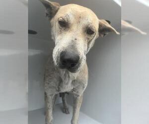 Carolina Dog-Unknown Mix Dogs for adoption in Houston, TX, USA