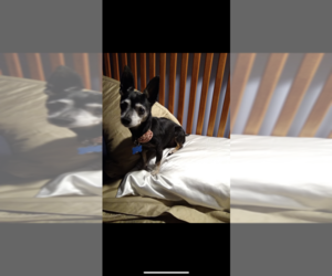 Chihuahua Dogs for adoption in Candler, NC, USA