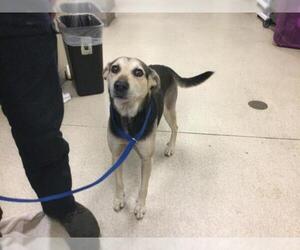 German Shepherd Dog Dogs for adoption in Riverside, CA, USA