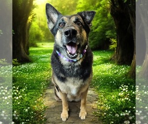 German Shepherd Dog Dogs for adoption in Fargo, ND, USA
