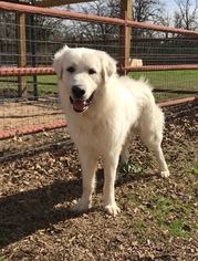 Great Pyrenees Dogs for adoption in Spring, TX, USA