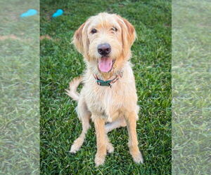 Labradoodle Dogs for adoption in San Diego, CA, USA