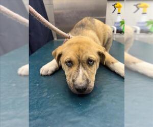 American Bulldog-Unknown Mix Dogs for adoption in Mobile, AL, USA