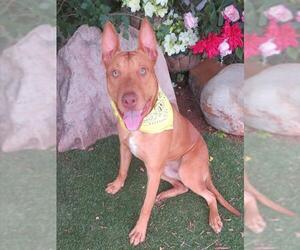Bull Terrier-Unknown Mix Dogs for adoption in Oklahoma City, OK, USA
