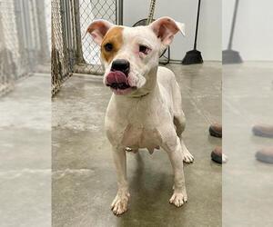 American Pit Bull Terrier-Unknown Mix Dogs for adoption in Rosenberg, TX, USA