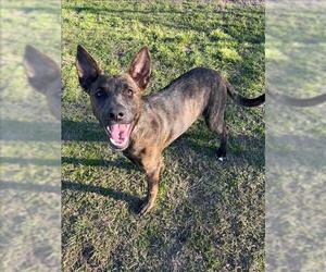 Medium Photo #1 Holland Shepherd-Unknown Mix Puppy For Sale in Conroe, TX, USA