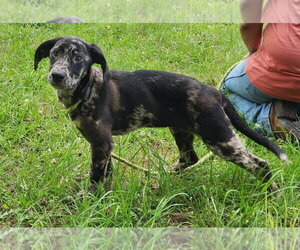 Medium Photo #2 Catahoula Leopard Dog-Labrador Retriever Mix Puppy For Sale in Wetumpka, AL, USA