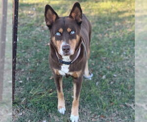 Australian Shepherd-Unknown Mix Dogs for adoption in Texas City, TX, USA