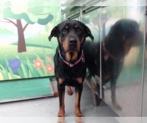 Rottweiler Dogs for adoption in Waco, TX, USA