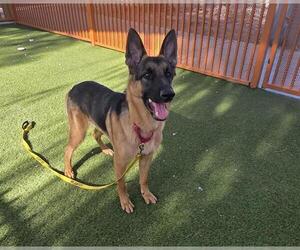 German Shepherd Dog-Unknown Mix Dogs for adoption in Las Vegas, NV, USA