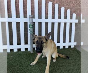 German Shepherd Dog Dogs for adoption in Modesto, CA, USA