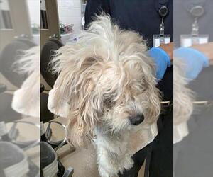 Cavachon Dogs for adoption in Derwood, MD, USA