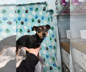Miniature Pinscher Dogs for adoption in Chico, CA, USA