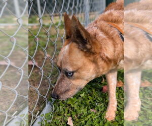 Mutt Dogs for adoption in Osgood, IN, USA