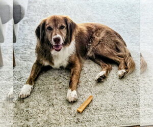 Mutt Dogs for adoption in Rockaway, NJ, USA
