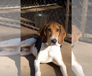 Treeing Walker Coonhound Dogs for adoption in Temple, GA, USA