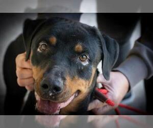 Rottweiler Dogs for adoption in Gainesville, FL, USA