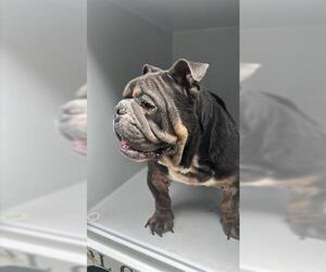 Bulldog Dogs for adoption in Houston, TX, USA