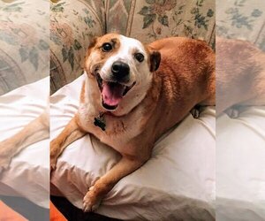 Australian Shepherd-Beagle Mix Dogs for adoption in Livonia, MI, USA