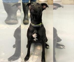 Whippet Dogs for adoption in Hillsdale, IN, USA